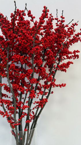 Élő ilex ágak